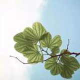塞纳河的风