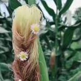 邢邢邢泽玉