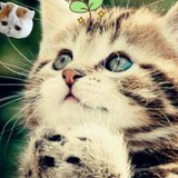Meow49469