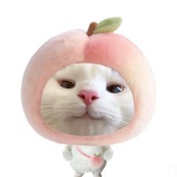 电子小猫馄饨版