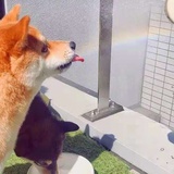 草莓