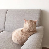 桃沢