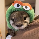 牛油果猫猫al