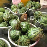 爱吃🍉的猹