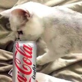 CRAZY可楽崽