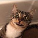 做我的猫🐱