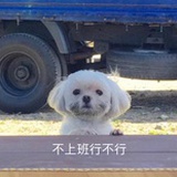 我是陈柏柏