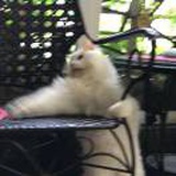 啵唧蜜