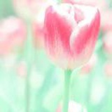 一颗蘑菇