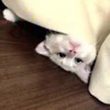 没措