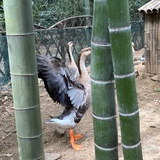 大肥鹅