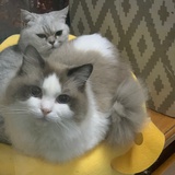 糯米团子