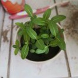 悠然