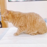 ORANGE-