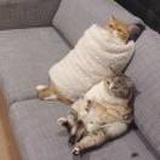 蔡小胖
