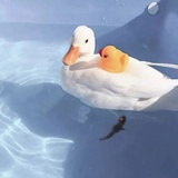 核桃夹子