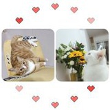 喵呜是个大美人