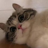 -栖栖淡抚抚-