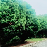 木枝