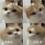 考拉小七七