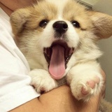 酸不拉叽