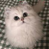 桑格