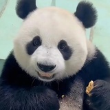 (๑•ี_เ•ี๑)