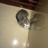 辛苦战斗猫家长