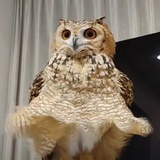 孔鲤