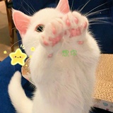 萌新小蜜糖