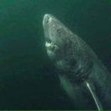 格陵兰大大大鲨