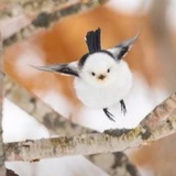 宅女大团子