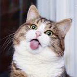 倔强的猫