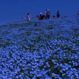 榴莲千层