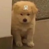 呱呱