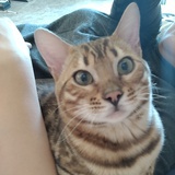 蔚蓝的猫猫