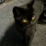 mimi