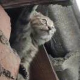 远行人