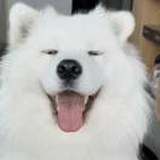 呼噜噜的🐩