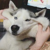 stone石头