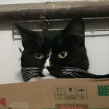猫猫站岗太累了
