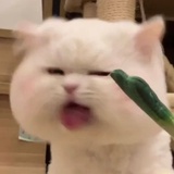 吃了嘛