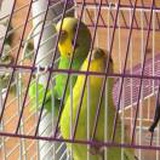 Parrot