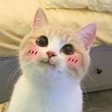 大猫