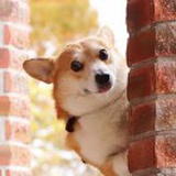 狗头保命