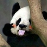 小左不在8