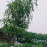 一叶扁舟，随风