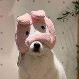 什么