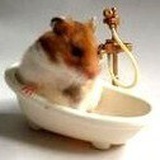 这是一只仓鼠