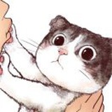 琦